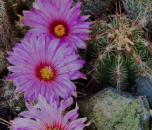 Cactus Flower - Botanical Garden